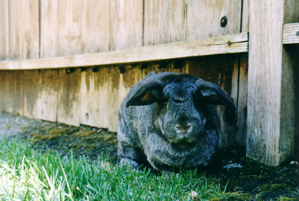 Flecks, in the yard
